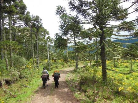 Zwei Reiter in einem Araukarienwald in der Serra Catarinense