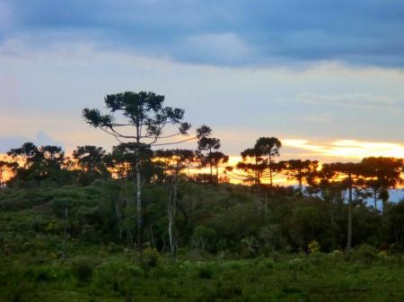 Araukarienwald bei Sonnenuntergang