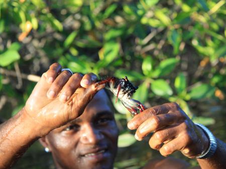 Ein Fischer in Bahia zeigt einen Krebs in den Mangroven