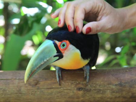 Zutraulicher Vogel im Vogelpark Foz do Iguacu