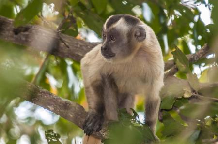 Äffchen im Nord-Pantanal