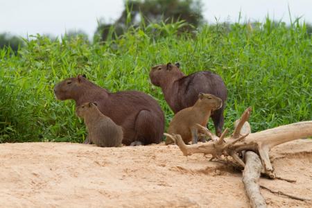 Capivaras im Nord-Pantanal