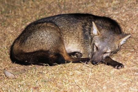 Krabbenfuchs im Nord-Pantanal