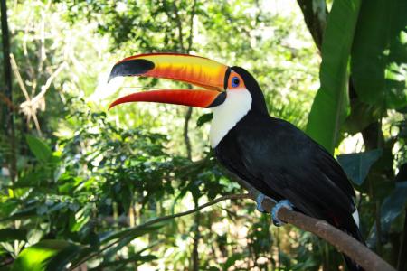 Tukan im Vogelpark von Iguacu