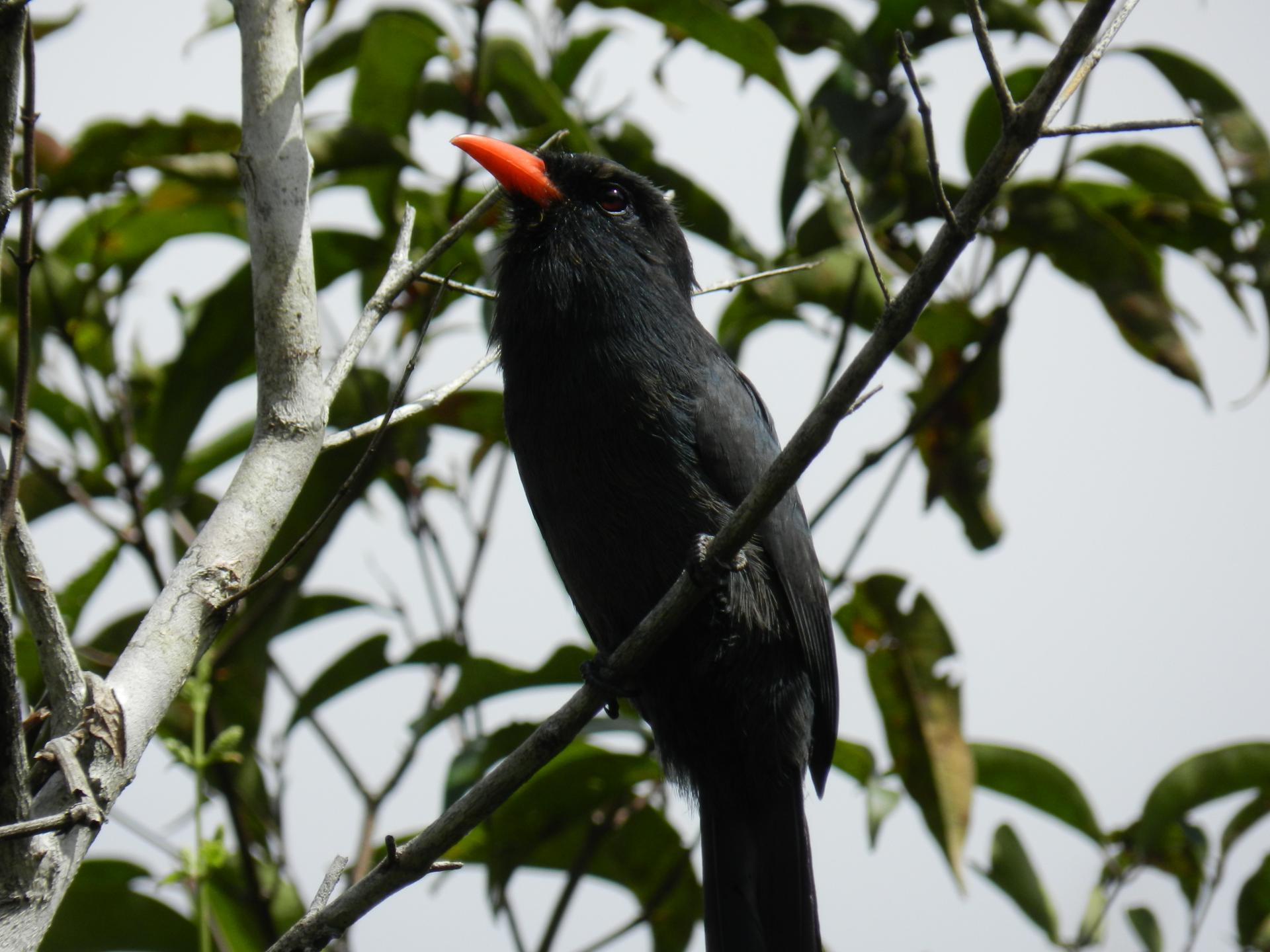 Brasilien Amazonasgebiet: 5 Tage Reisebaustein - Turtle Lodge Buriti Paket: Schwarzer Vogel