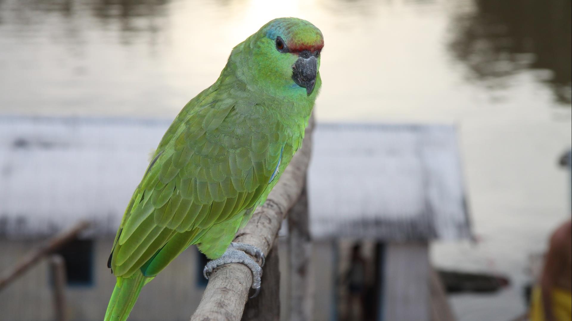 Brasilien Amazonasgebiet: 3 Tage Reisebaustein - Turtle Lodge Acai Paket: Grüner Papagei