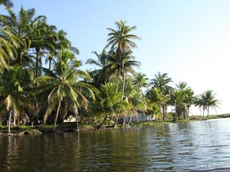 Palmen wachsen direkt an das Wasser auf dem Weg zur Insel Boipeba, Bahia