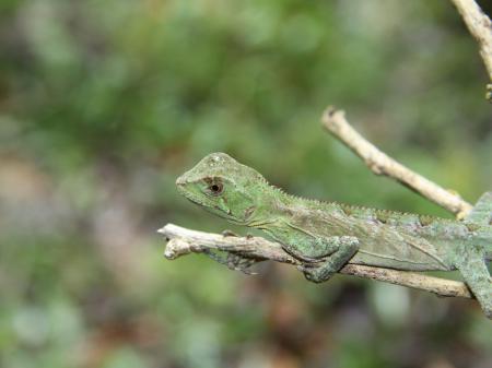 Chamäleon im Atlantischen Regenwald