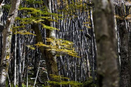 Entdecken Sie den bezaubernden Lenka Wald im Torres del Paine Nationalpark in chile