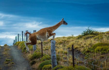 Erleben Sie die einmalige Tierwelt Patagoniens auf einer Rundreise durch den Torres del Paine Nationalpark in Chile