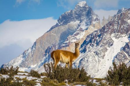 Reisen Sie durch Patagonien in Chile und beobachten Sie die einzigartige Tierwelt