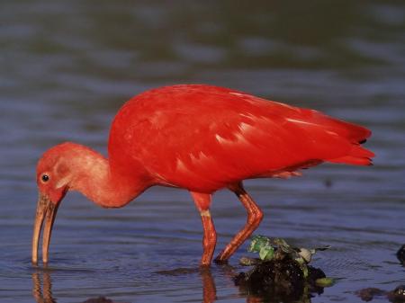 Erleben Sie eine faszinierende Tiersafari in den venezolanischen Tiefebenen Los Llanos