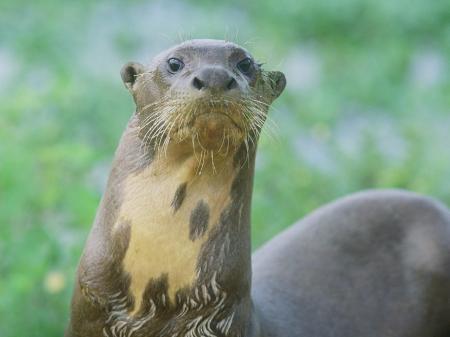 Fahren Sie mit uns auf eine unvergessliche Tiersafari in Los Llanos in Venezuela