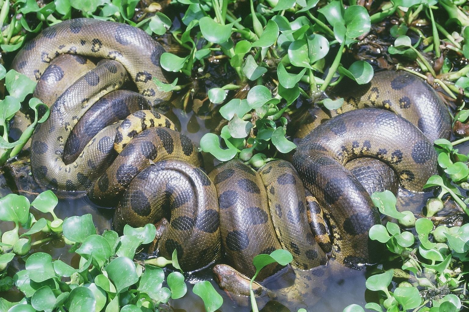 Auf einer exotischen Tierbeobachtung in Los Llanos in Venezuela können Sie eine Anakonda entdecken