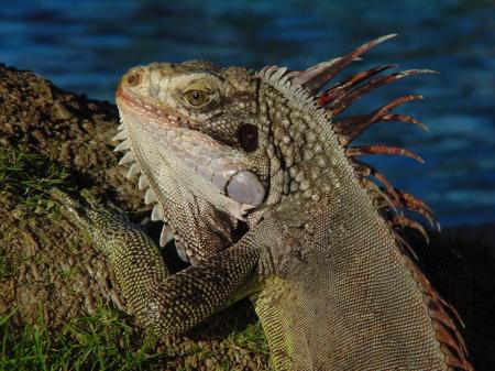 Entdecken Sie exotische Tiere auf einer Tour durch Los Llanos in Venezuela