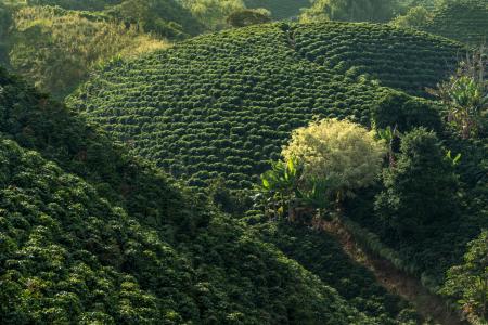 Die Kaffeeherstellung hautnah auf einer Rundreise durch Kolumbien erleben