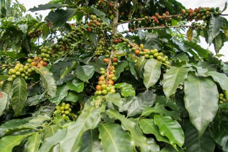 Die Kaffeepflanzen auf einer Kaffee Hacienda auf einer Reise durch Kolumbien begutachten 