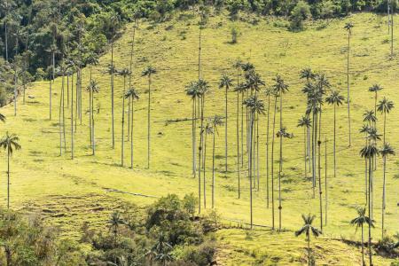 Die einzigartigen Wachspalmen im Valle del Cocora auf einer Kolumbienreise besichtigen