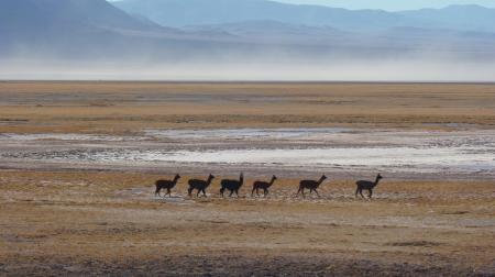 Reisen Sie mit uns durch die Puna Wüste im Norden Argentiniens