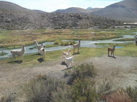 Reisen Sie in die schöne Region der Stadt San Pedro de Atacama in Chile