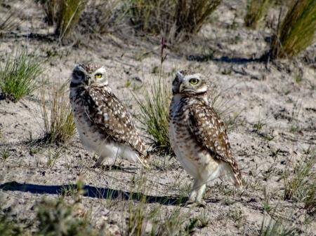 Erleben Sie die wilde Tierwelt Patagoniens auf Ihrer Rundreise in Argentinien