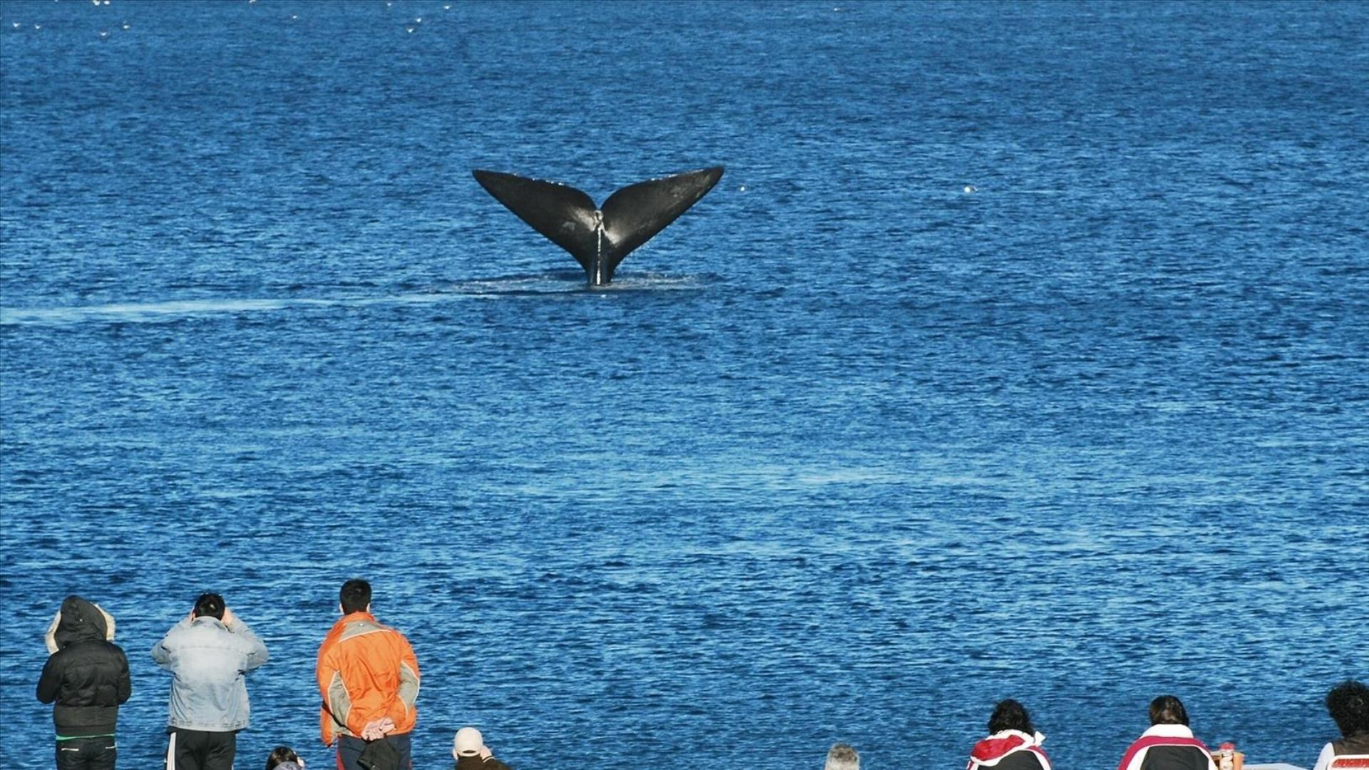 Argentinien / Patagonien: 4 Tage Reisebaustein - Tiersafari Peninsula Valdes