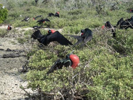 Auf dieser Kreuzfahrt erleben Sie die einzigartige Tierwelt der Galapagos Inseln