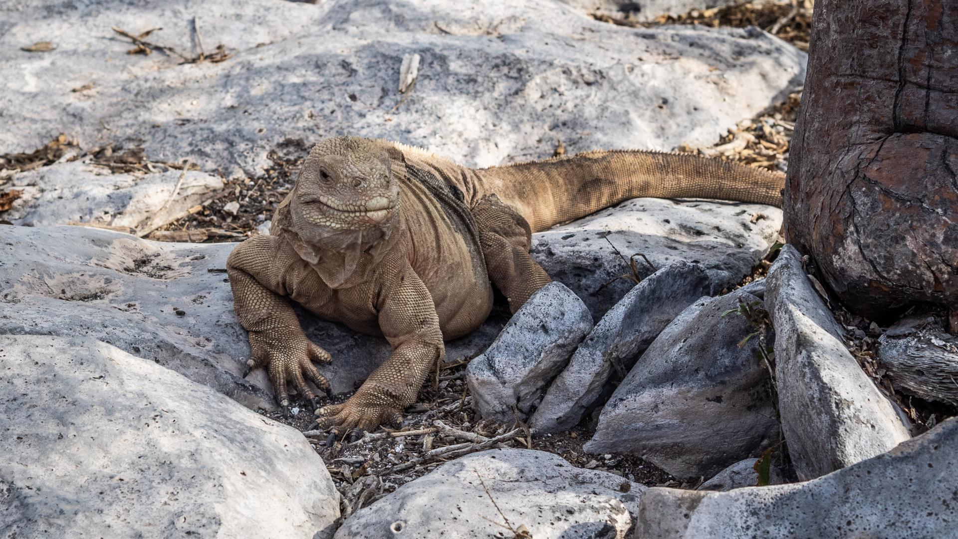 Erleben Sie die unvergessliche Welt der Galapagos Inseln auf dieser Kreuzfahrt