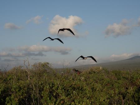 Erkunden Sie die unvergessliche Natur der Galapagos Inseln auf einer Kreuzfahrt