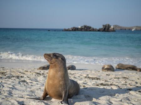 Reisen Sie auf einem Kreuzfahrtschiff durch die einmaligen Galapagos Inseln in Ecuador