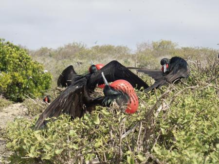 Entdecken Sie die Galapagos Inseln in Ecuador auf einer Kreuzfahrt mit uns