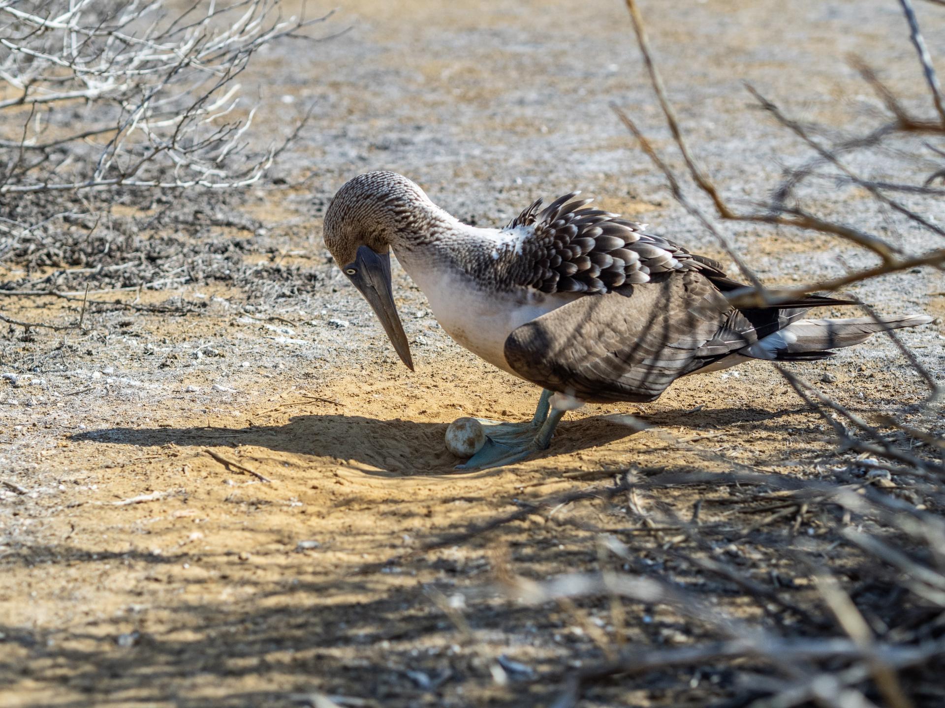 Begeben Sie sich auf eine unvergessliche Kreuzfahrt durch die Galapagos Inseln