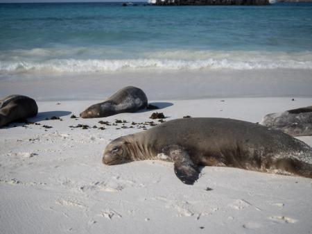 Reisen Sie auf einem Kreuzfahrtschiff durch das Galapagos Archipel in Ecuador