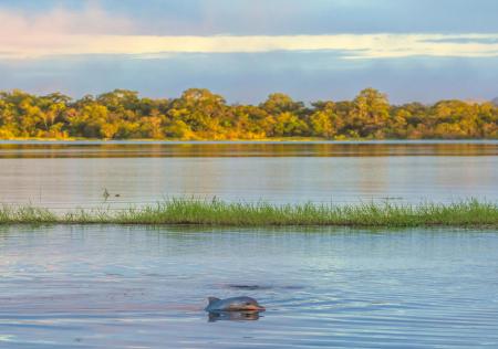 Flussdelfine im Amazonas Fluss schwimmen sehen