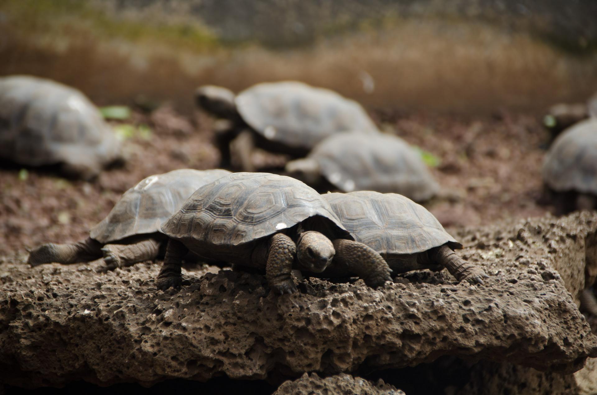 Entdecken Sie die einzigartige Tierwelt der Galapagos Inseln auf einer Rundreise mit uns