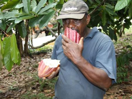 Kakao-Ernte in Nilo Pecanha