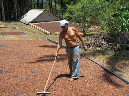 Trocknen von Nelken in Nilo Pecanha