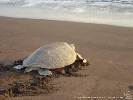 Beobachten Sie Schildkröten im Tortuguero Nationalpark in Costa Rica