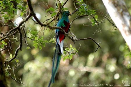 Auf Ihrer Reise nach Costa Rica begeben Sie sich auf die Suche nach dem seltenen Quetzal
