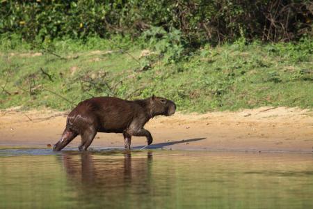 Ein Capivara läuft aus dem Wasser an Land im Süd-Pantanal
