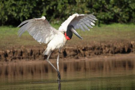 Jabiru mit aufgespannten Flügeln im Wasser stehend 