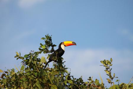 Toco-Tukan, der hochoben auf Sträucherkrone im Süd-Pantanal sitzt