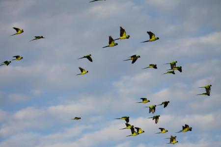 fliegender Papageienschwarm im Süd-Pantanal