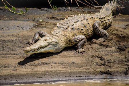 Beobachten Sie Krokodile auf Ihrer Tour durch Costa Rica im Regenwald