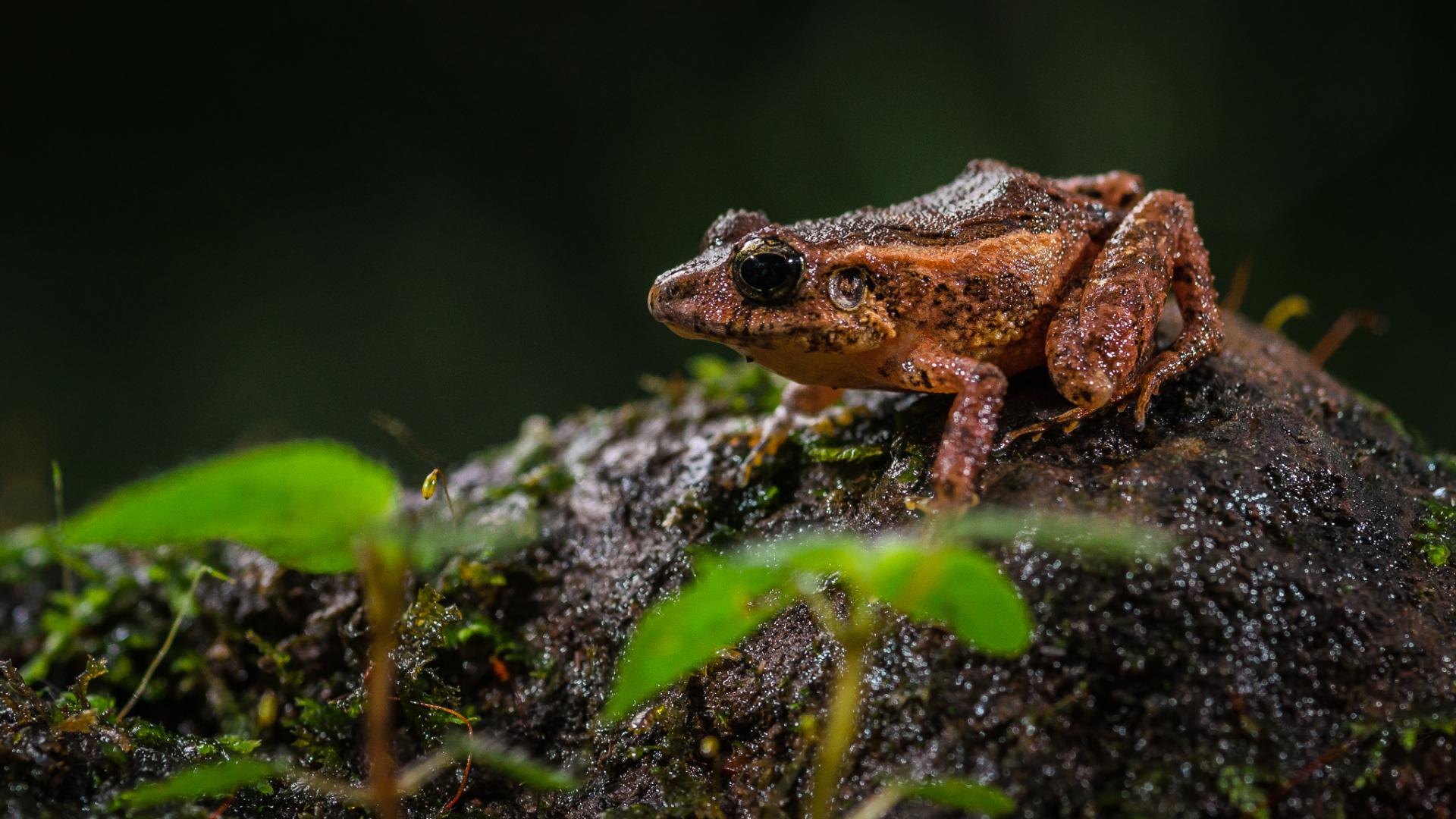 Entdecken Sie die exotische Tierwelt Costa Ricas auf einer Rundreise mit uns