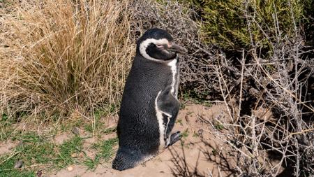 Entdecken Sie die Tierwelt Feuerlands im Süden von Argentinien