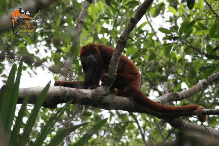 Erleben Sie eine tropische Entdeckertour durch den ecuadorianischen Amazonas