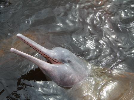 Flussdelfin im Amazonasgebiet