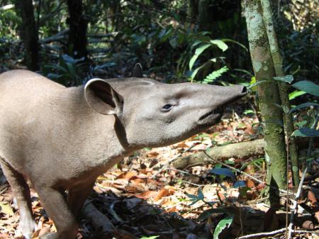 Tapir im Amazonasgebiet