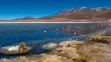 Bereisen Sie das schöne Land Bolivien und seine zahlreichen Lagunen in der Hochebene